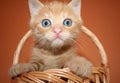 Kitten in a basket Royalty Free Stock Photo