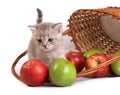 Kitten and a basket with apples