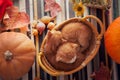 kitten in basket and autumn pumpkins and other fruits and vegetables on a wooden thanksgiving table Royalty Free Stock Photo