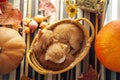 kitten in basket and autumn pumpkins and other fruits and vegetables on a wooden thanksgiving table Royalty Free Stock Photo