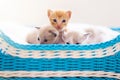 Kitten in a basket. Baby cat at home