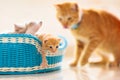 Kitten in a basket. Baby cat at home Royalty Free Stock Photo