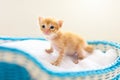 Kitten in a basket. Baby cat at home