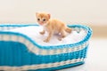 Kitten in a basket. Baby cat at home