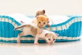 Kitten in a basket. Baby cat at home