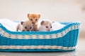 Kitten in a basket. Baby cat at home