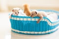 Kitten in a basket. Baby cat at home