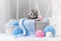 Kitten in a basket with balls of yarn Royalty Free Stock Photo