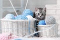 Kitten in a basket with balls of yarn Royalty Free Stock Photo
