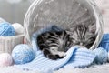 Kitten in a basket with balls of yarn Royalty Free Stock Photo
