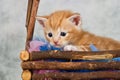 Kitten in basket