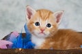 Kitten in basket