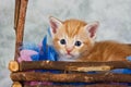 Kitten in basket