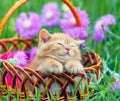 Kitten in a basket