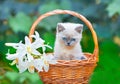Kitten in a basket with flowers Royalty Free Stock Photo