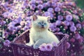 Kitten in a basket in the garden near violet daisy flowers Royalty Free Stock Photo