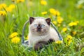Kitten in a basket on the grass Royalty Free Stock Photo