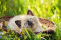 Kitten in the basket Royalty Free Stock Photo