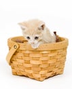 Kitten in a basket on white background Royalty Free Stock Photo