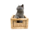 Kitten in a basket on a white background Royalty Free Stock Photo