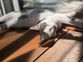 A kitten basks in the spring sun