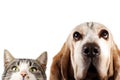 Kitten and basset hound dog on white background