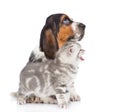 Kitten and basset hound puppy sitting in profile. isolated on white Royalty Free Stock Photo