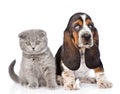 Kitten and basset hound puppy sitting together. isolated on white Royalty Free Stock Photo