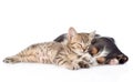 Kitten and basset hound puppy sleeping together. isolated on white Royalty Free Stock Photo