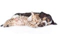 Kitten and basset hound puppy sleeping together. isolated Royalty Free Stock Photo
