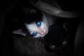 kitten with beautiful blue eyes,Animal portrait