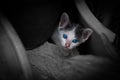 Kitten with beautiful blue eyes,Animal portrait