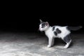 Kitten with beautiful blue eyes,Animal portrait