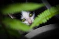 Kitten with beautiful green eyes,Animal portrait