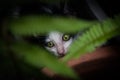 kitten with beautiful green eyes,Animal portrait