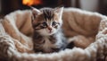 kitten on a bed An adorable kitten with bright, playful eyes, sitting in a basket filled with warm, knitted blankets