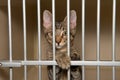 Kitten behind bars at animal shelter