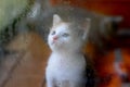 The kitten behind the glass looks at the rain Royalty Free Stock Photo