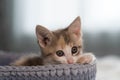A kitten with big surprised green eyes sits in a gray pet basket. The pet put a white foot on the edge of the basket. Royalty Free Stock Photo