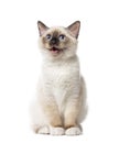 Kitten Birman sitting and mewing, 3 months old Royalty Free Stock Photo