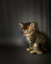 Kitten on black background in studio Royalty Free Stock Photo