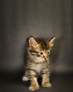 Kitten on black background in studio Royalty Free Stock Photo