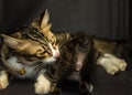 Kitten on black background in studio Royalty Free Stock Photo