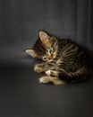 Kitten on black background in studio Royalty Free Stock Photo