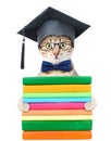 Kitten with black graduation hat holding books. isolated on white background Royalty Free Stock Photo