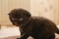 kitten.Black lopeared kitten with blue eyes in a room. domestic kitten.Pet. British shorthair black kitten.