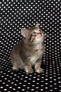 Kitten On Black Polka Dot Background