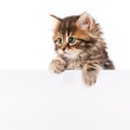 Kitten with blank