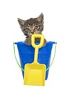 Kitten in a blue beach bucket holding yellow shovel, isolated Royalty Free Stock Photo