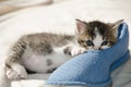 Kitten with blue slipper Royalty Free Stock Photo